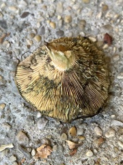 Lactarius chelidonium