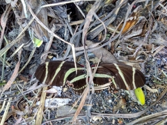 Heliconius charithonia vazquezae