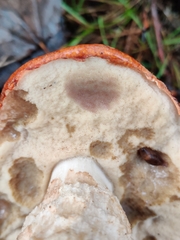 Leccinum albostipitatum