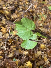 Vitis vulpina
