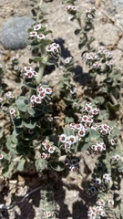 Euphorbia leucophylla