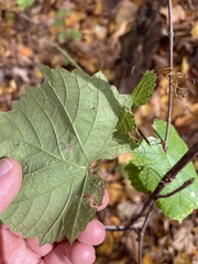 Vitis vulpina