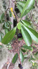 Sideroxylon lanuginosum