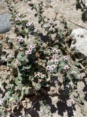 Euphorbia leucophylla