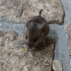 Apodemus sylvaticus