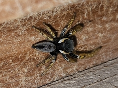 Phidippus arizonensis