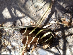Heliconius charithonia vazquezae