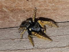 Phidippus arizonensis