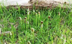 Pterostylis cucullata
