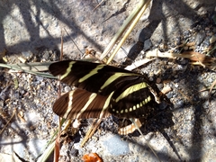 Heliconius charithonia vazquezae