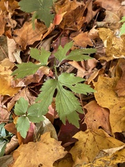 Rudbeckia laciniata