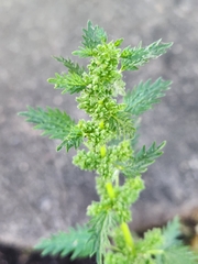 Urtica urens