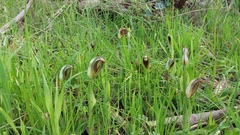 Pterostylis cucullata