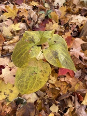 Smilax ecirrhata