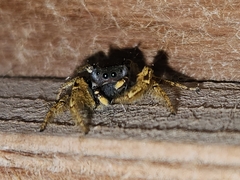Phidippus arizonensis