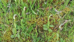 Pterostylis cucullata
