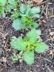 Urtica urens