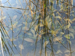 Potamogeton nodosus