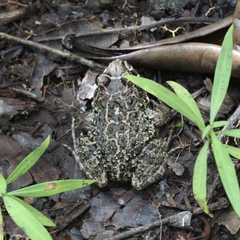 Leptodactylus rugosus