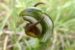 Pterostylis cucullata