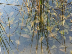 Potamogeton nodosus