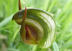 Pterostylis cucullata