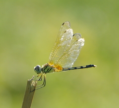 Trithemis pallidinervis