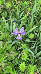 Iris hookeri