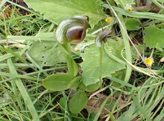 Pterostylis cucullata