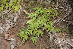 Lycopodium volubile