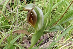 Pterostylis cucullata
