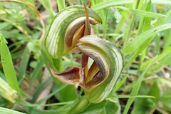 Pterostylis cucullata