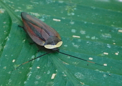 Rochaina metae