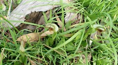 Pterostylis cucullata