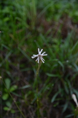 Silene legionensis
