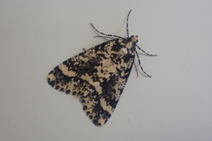 Pseudocoremia leucelaea