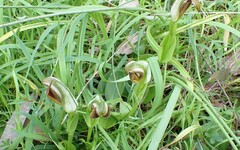 Pterostylis cucullata