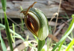 Pterostylis cucullata