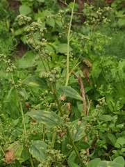 Chenopodium album