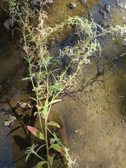 Epilobium ciliatum