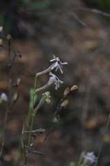 Silene legionensis