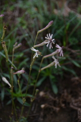 Silene legionensis