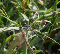 Diplacodes nebulosa