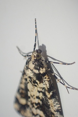 Pseudocoremia leucelaea