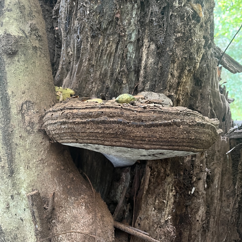 Ganoderma australe · October 2022 · photo: © cristianriquelme (iNaturalist, cc-by)