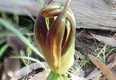 Pterostylis cucullata