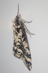 Pseudocoremia leucelaea