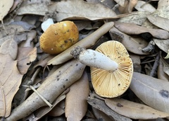 Russula risigallina