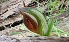 Pterostylis cucullata