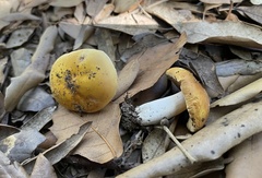 Russula risigallina
